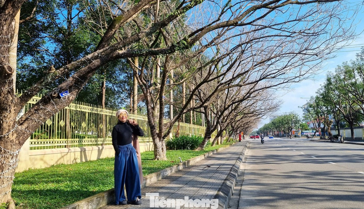Toàn cảnh cung đường sưa tại Bàn Thạch Đà Nẵng.