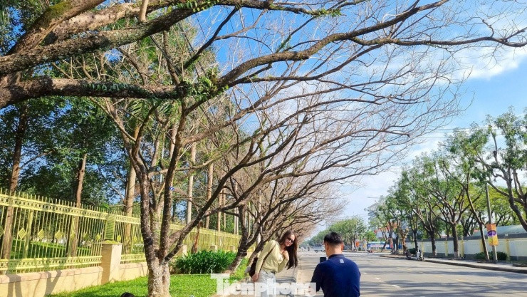Các cặp đôi chụp ảnh kỷ niệm dưới hàng sưa.