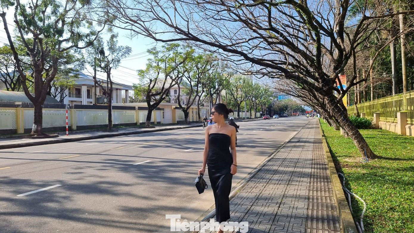 Hình ảnh hàng sưa già trơ cành ngả ra phía đường xen lẫn bóng nắng.
