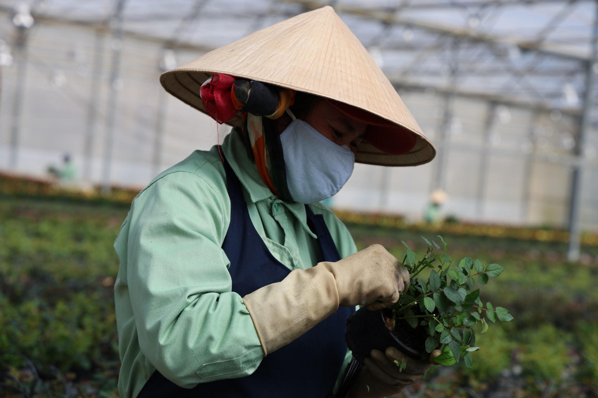 Hoa kh&ocirc;ng chỉ đẹp m&agrave; c&ograve;n l&agrave; nguồn sinh kế của người d&acirc;n xứ hoa