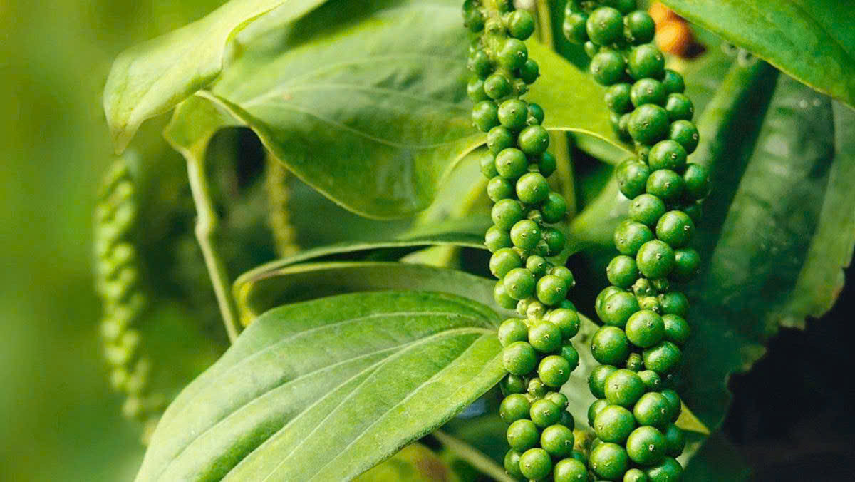 Giá tiêu hôm nay 6/1 ổn định tại thị trường trong nước