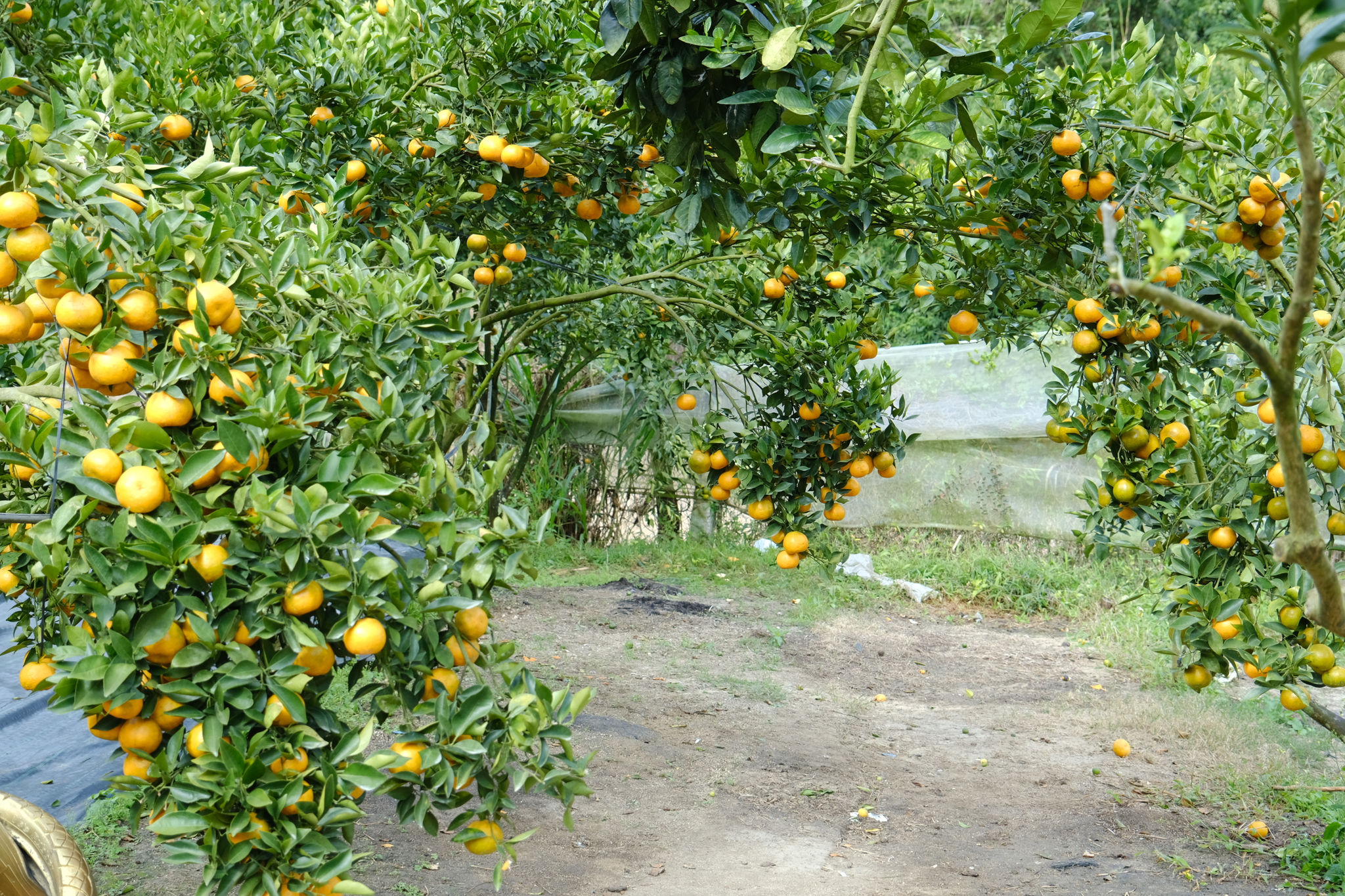dscf7676.jpg