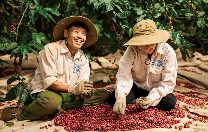 Giá cà phê trong nước hôm nay 8/1 tăng mạnh áp sát mốc 100.000 đồng