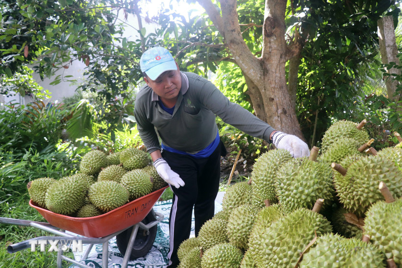 Đến hết năm 2026, ngành nông nghiệp và môi trường sẽ xây dựng và đưa vào sử dụng thí điểm Hệ thống truy xuất nguồn gốc nông sản, trước tiên áp dụng với truy xuất nguồn gốc quả sầu riêng. (Ảnh: Thu Hiền/TTXVN)