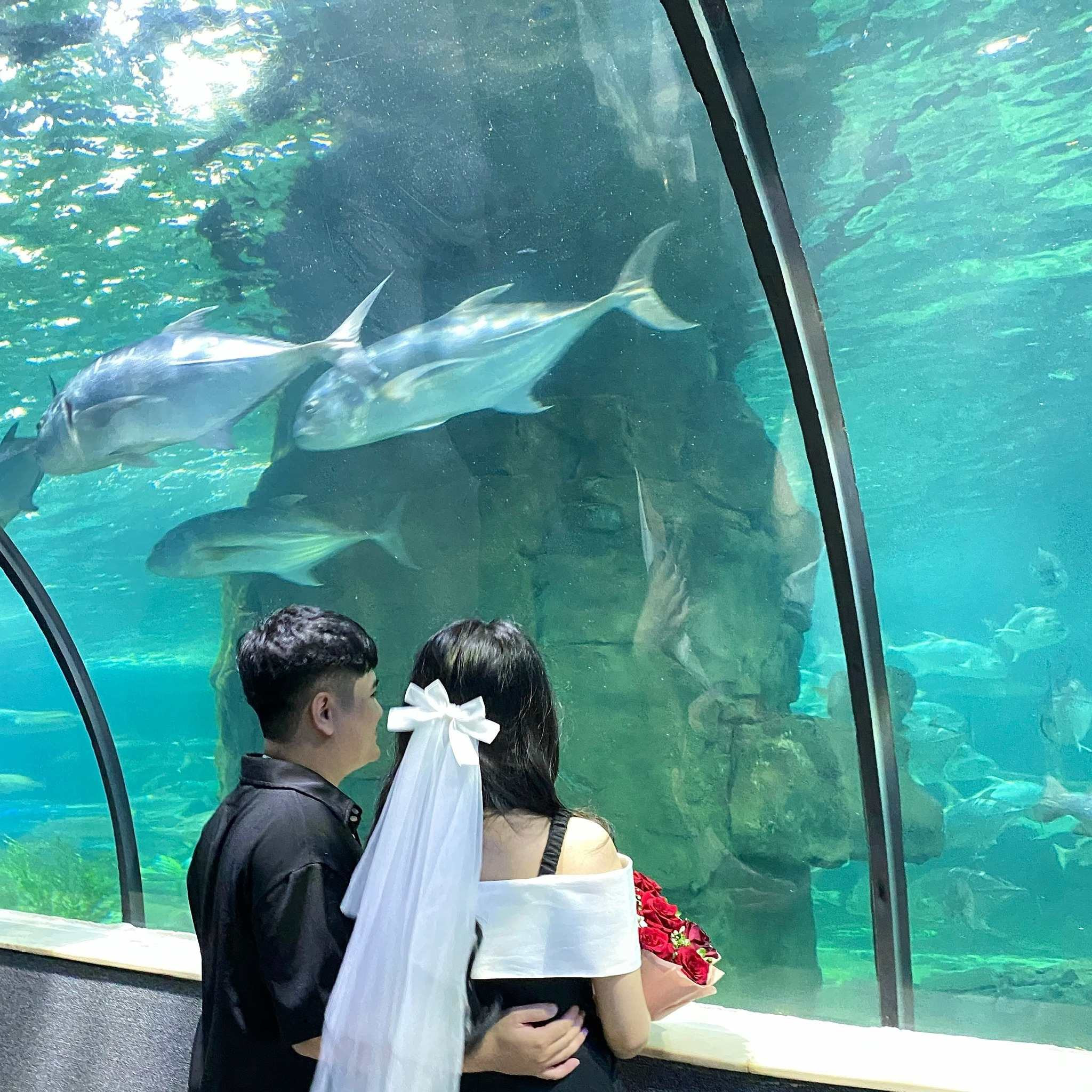Khám phá đại dương ở VinKE & Vinpearl Aquarium