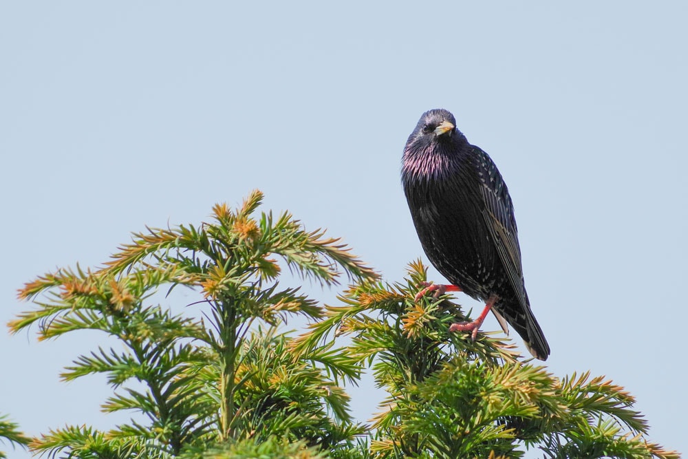 Kiên nhẫn giúp bắt trọn những khoảnh khắc tự nhiên nhất của loài chim