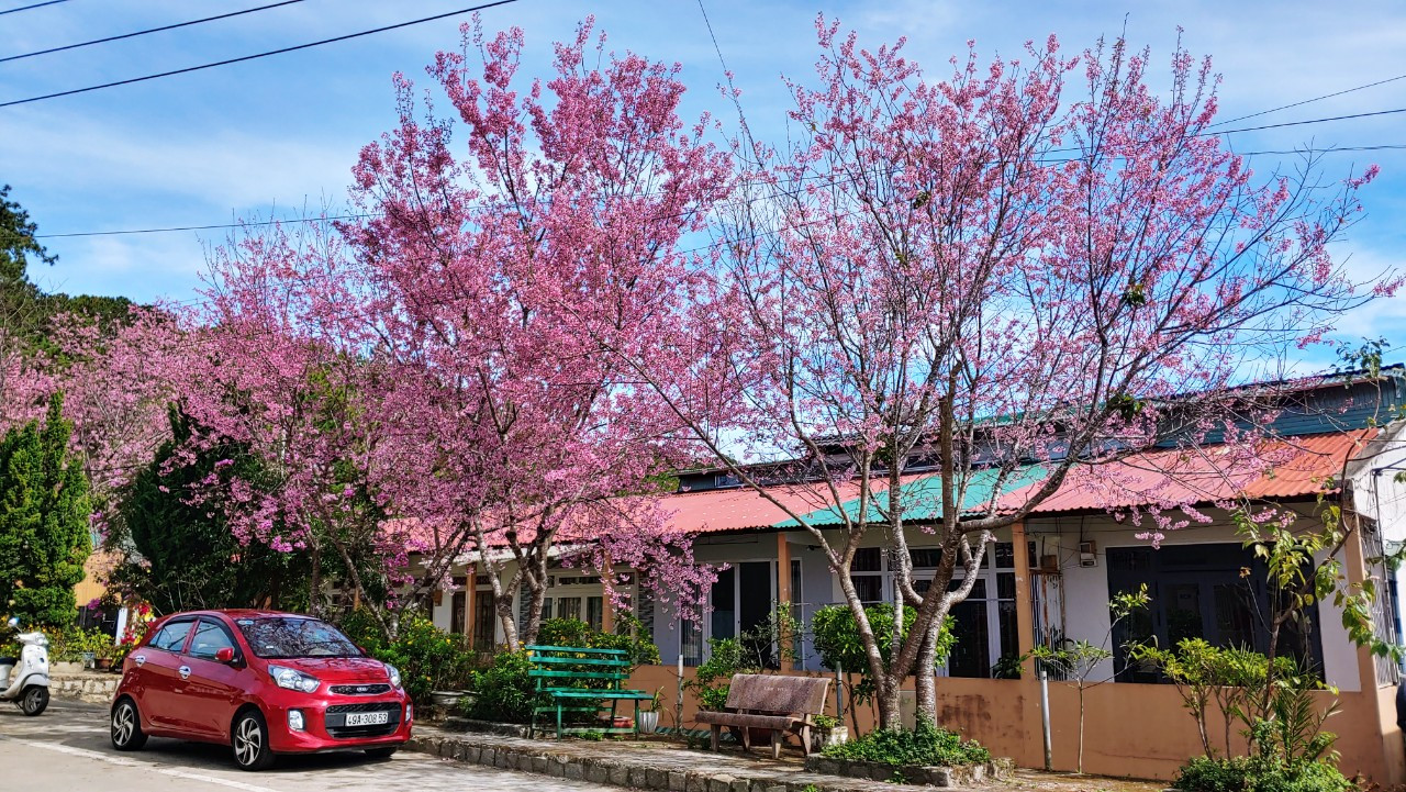 1.KHu dân cư Đà Lạt rực rỡ hoa đào (2)