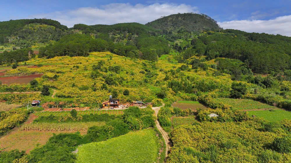 Dã quỳ 1