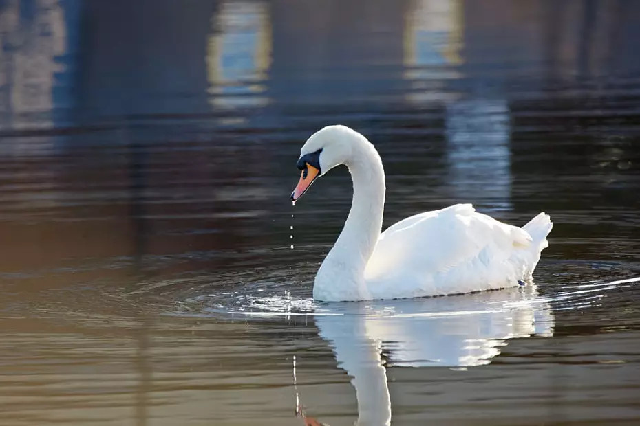 Take A One Lens Challenge This January & Improve Your Photography Skills: Swan