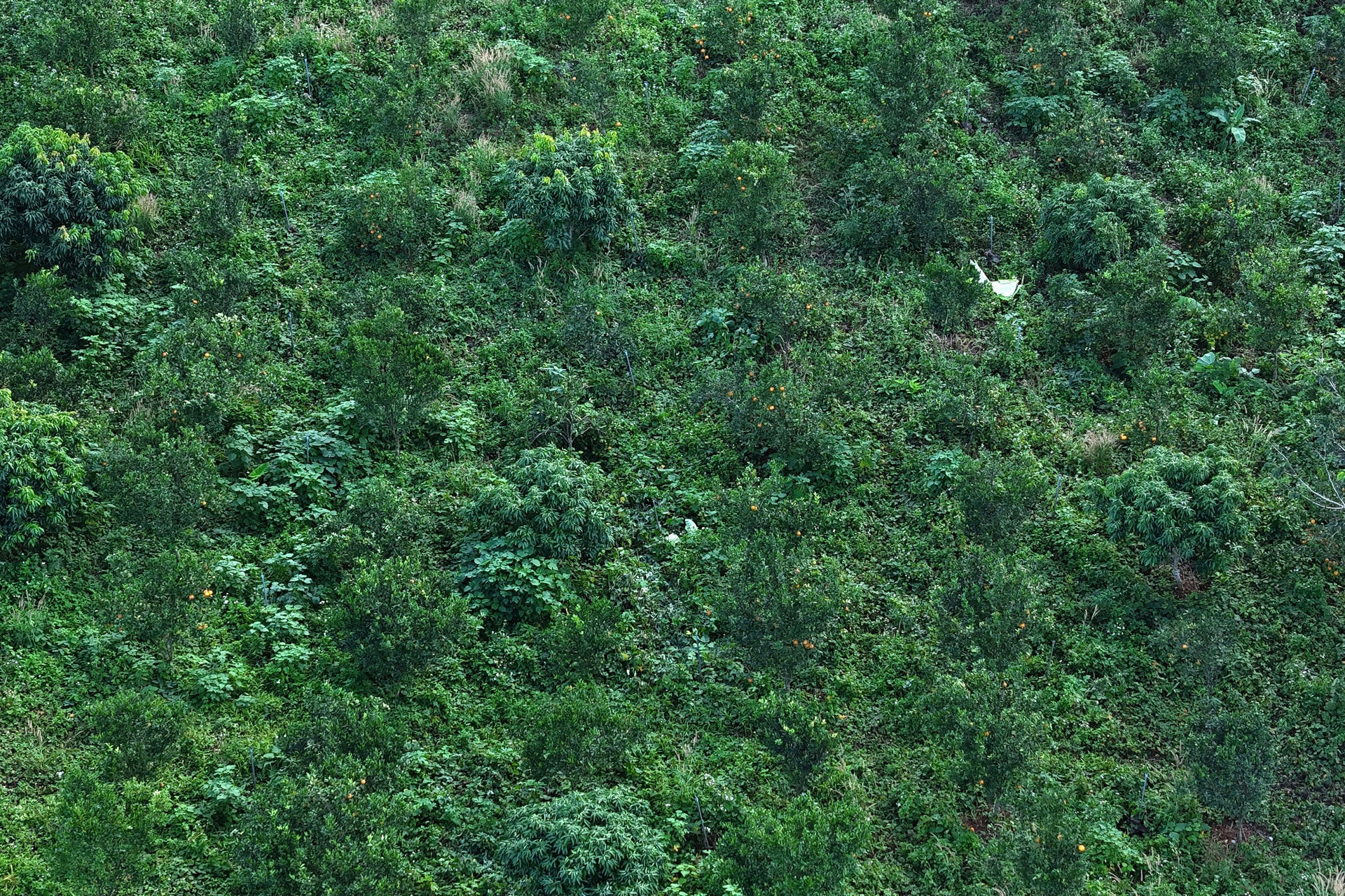 vuon-cam-quang-phu-6.jpg