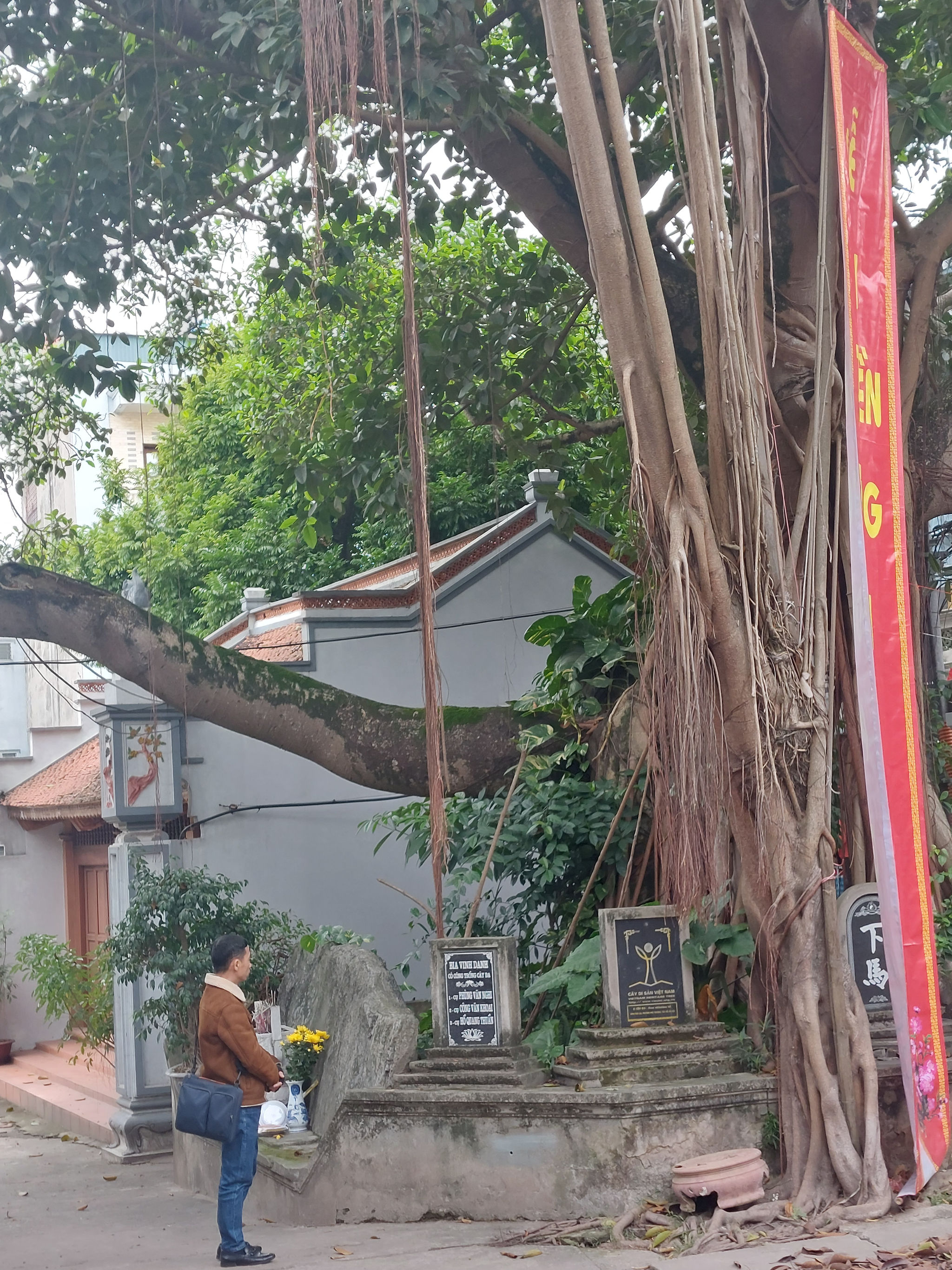 Bên gốc đa Cây di sản Việt Nam
