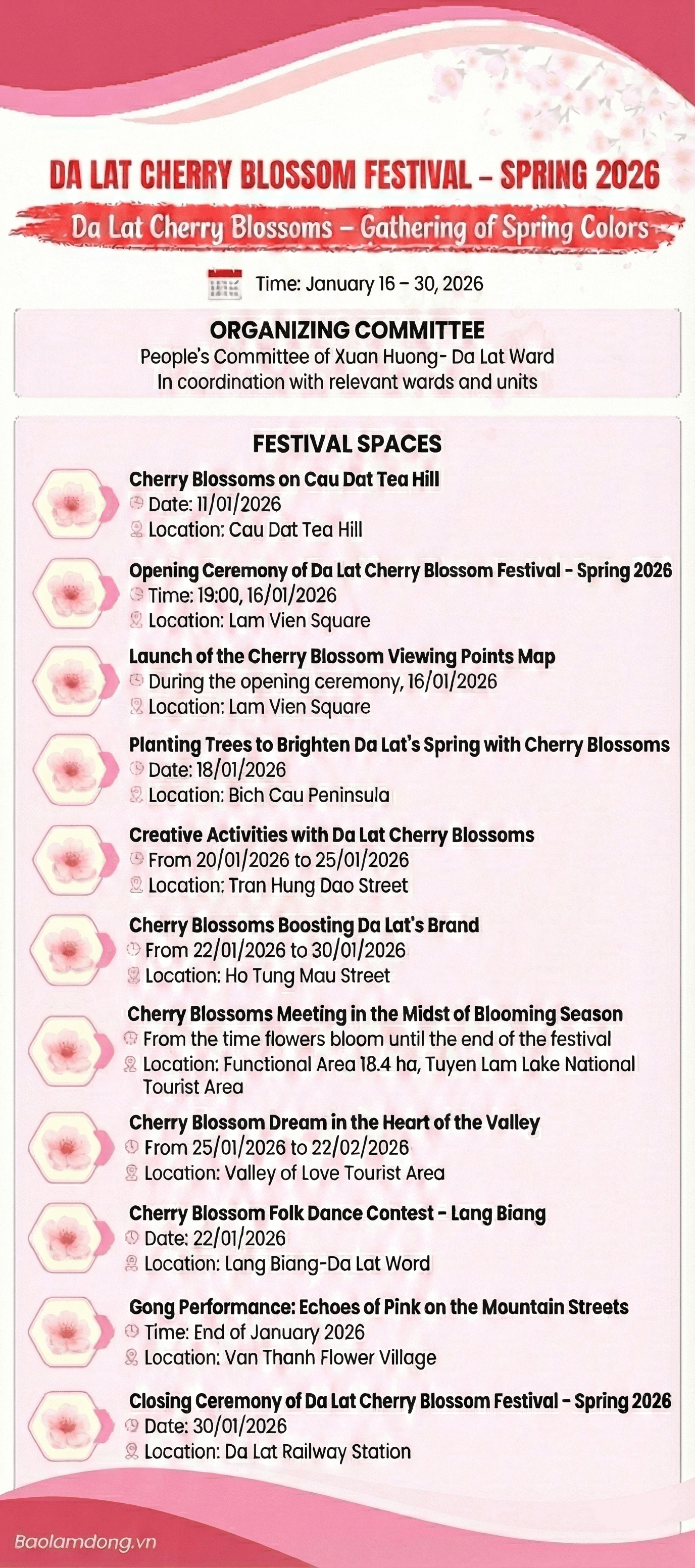 cherry blossom 