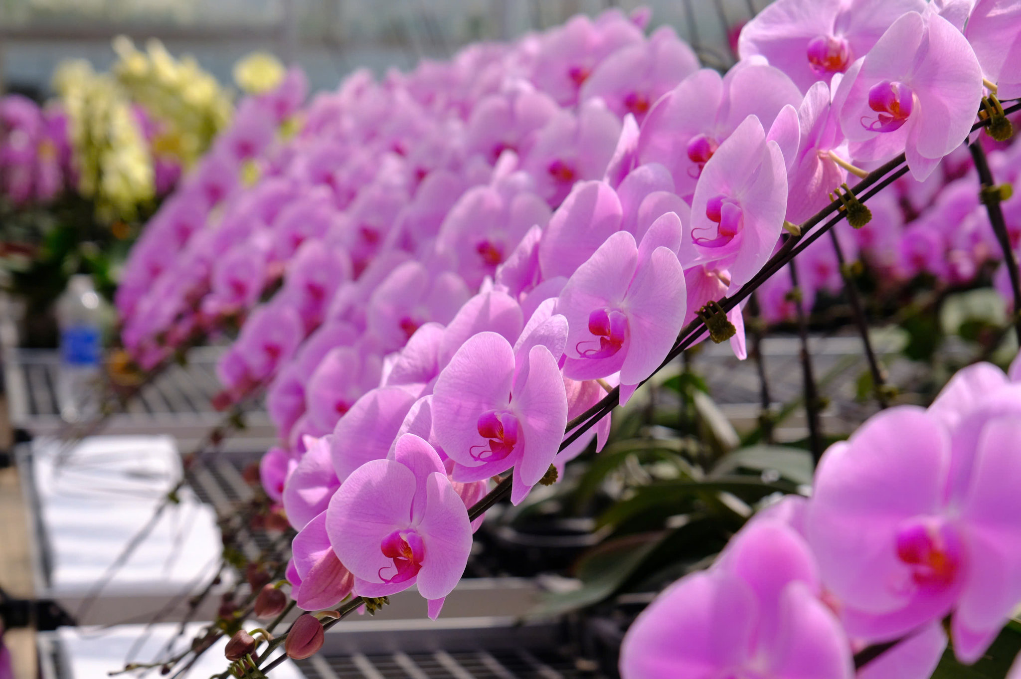 Giữa cao nguyên lộng gió, những cánh lan hồ điệp Yến Sang Anh tiếp tục vươn mình, góp phần làm giàu cho quê hương Lâm Đ