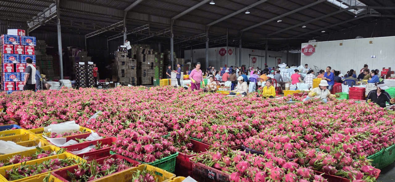 Lâm Đồng hình thành 9 nhóm sản phẩm nông nghiệp chủ lực có sản lượng lớn nhất cả nước