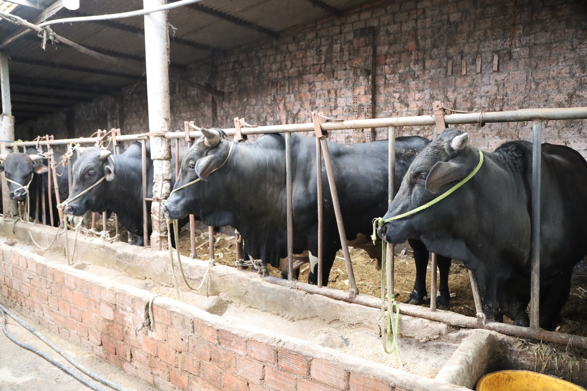 Lanh’s family farm raises around 40 cattle, with barn facilities covering approximately 1,000 square meters.