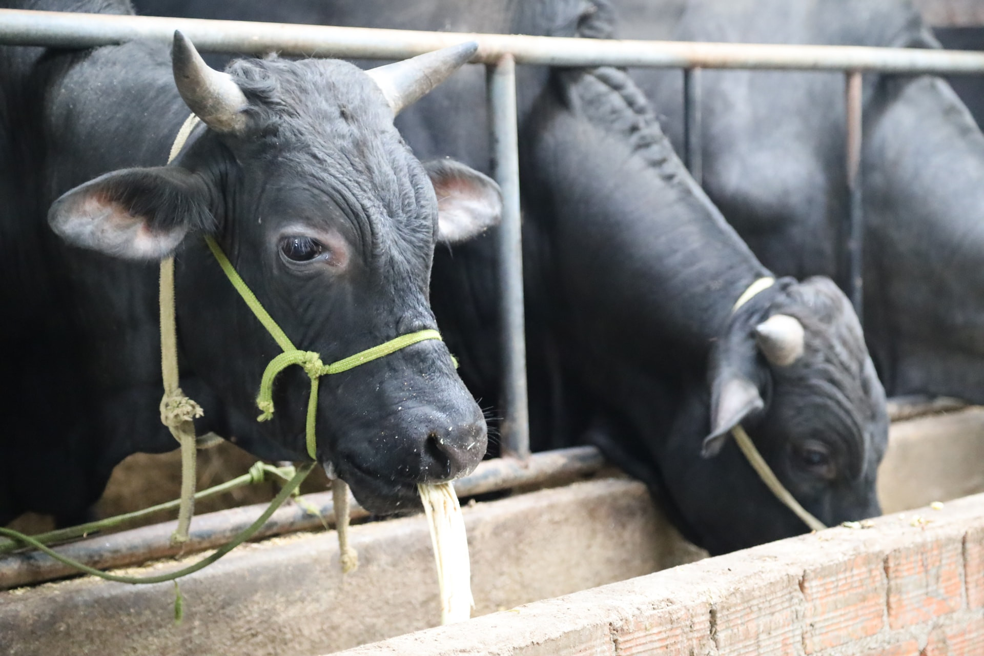 Lanh raises BBB cattle (Blanc Bleu Belge), a breed known for its high meat yield, combined with self-developed nutritional rations made from agricultural by-products instead of the previous manual feeding method.