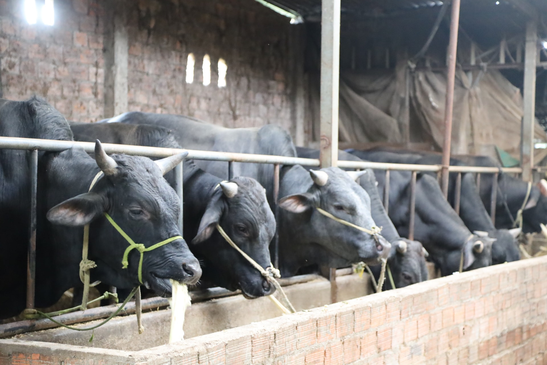 Lanh’s family farm raises around 40 cattle, with barn facilities covering approximately 1,000 square meters.