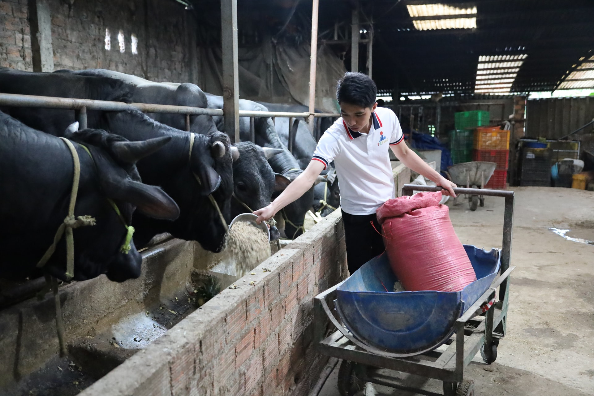 The herd’s weight gain is closely monitored, diseases are strictly controlled, and the use of antibiotics is kept to a minimum.