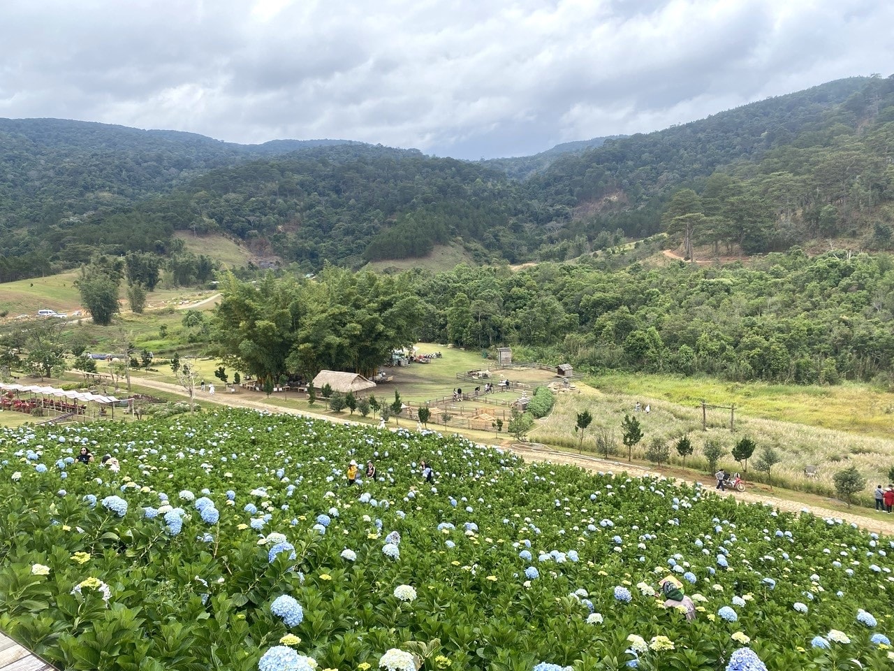 Vùng cao nguyên Lâm Đồng nhiều tiềm năng phát triển các loại hình du lịch cộng đồng (1)