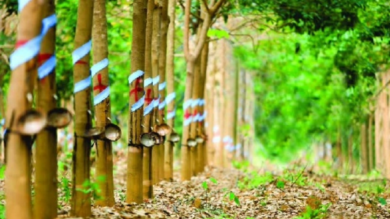 Giá cao su hôm nay 31/1: Thị trường thế giới đi xuống