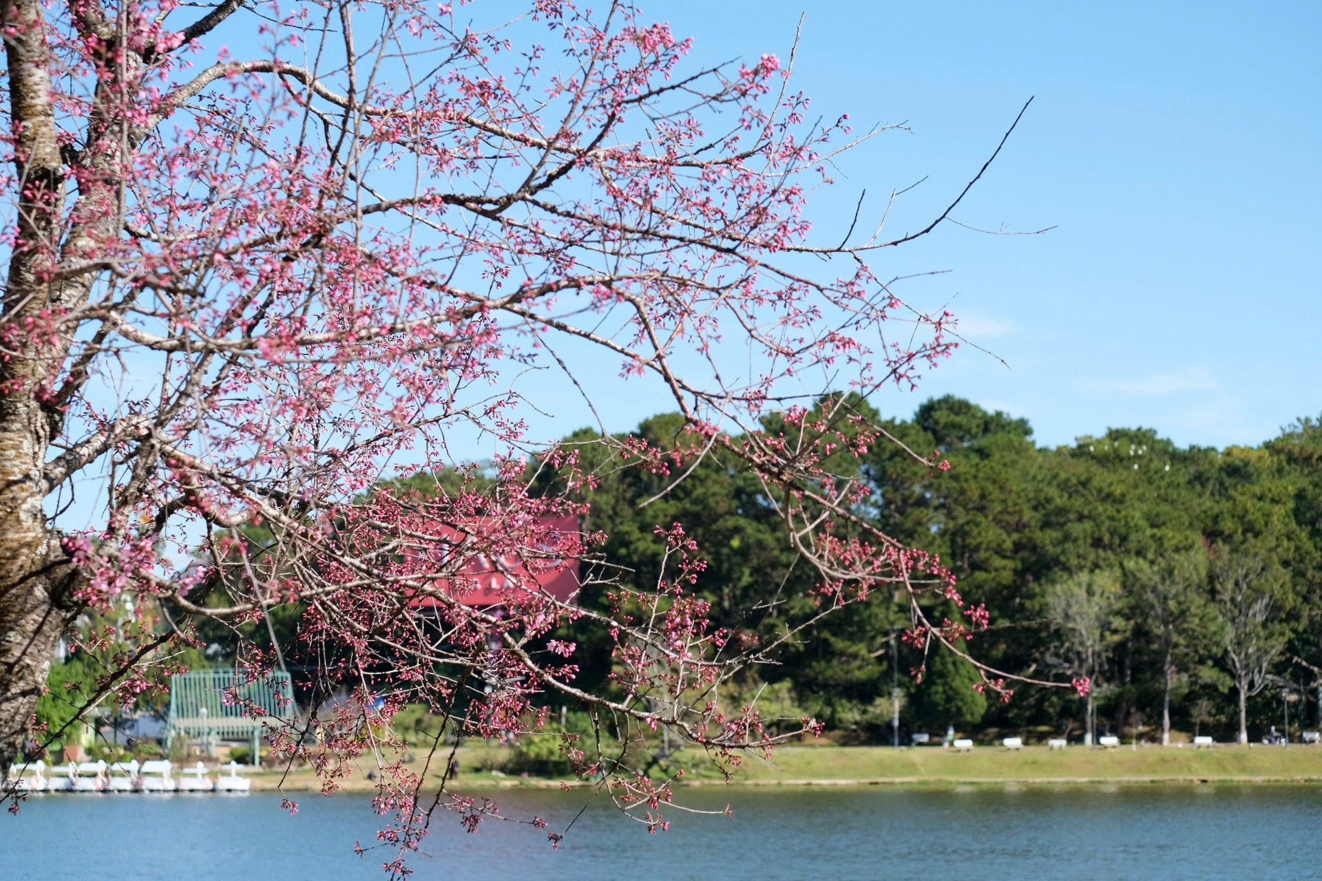 Everywhere they go, visitors can see cherry blossoms competing in full bloom.