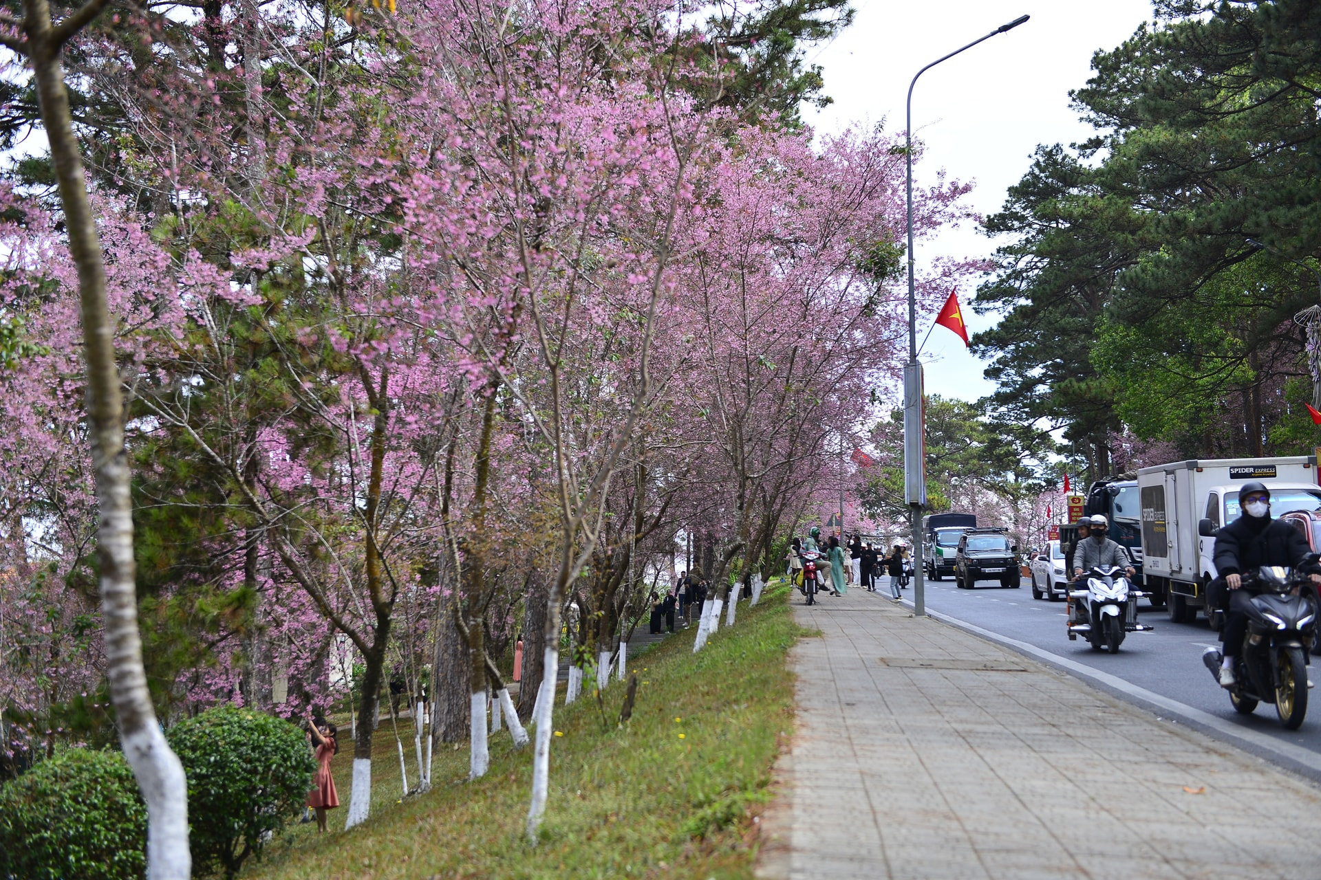 Cherry blossoms transform familiar streets into scenes that feel fresh and new.