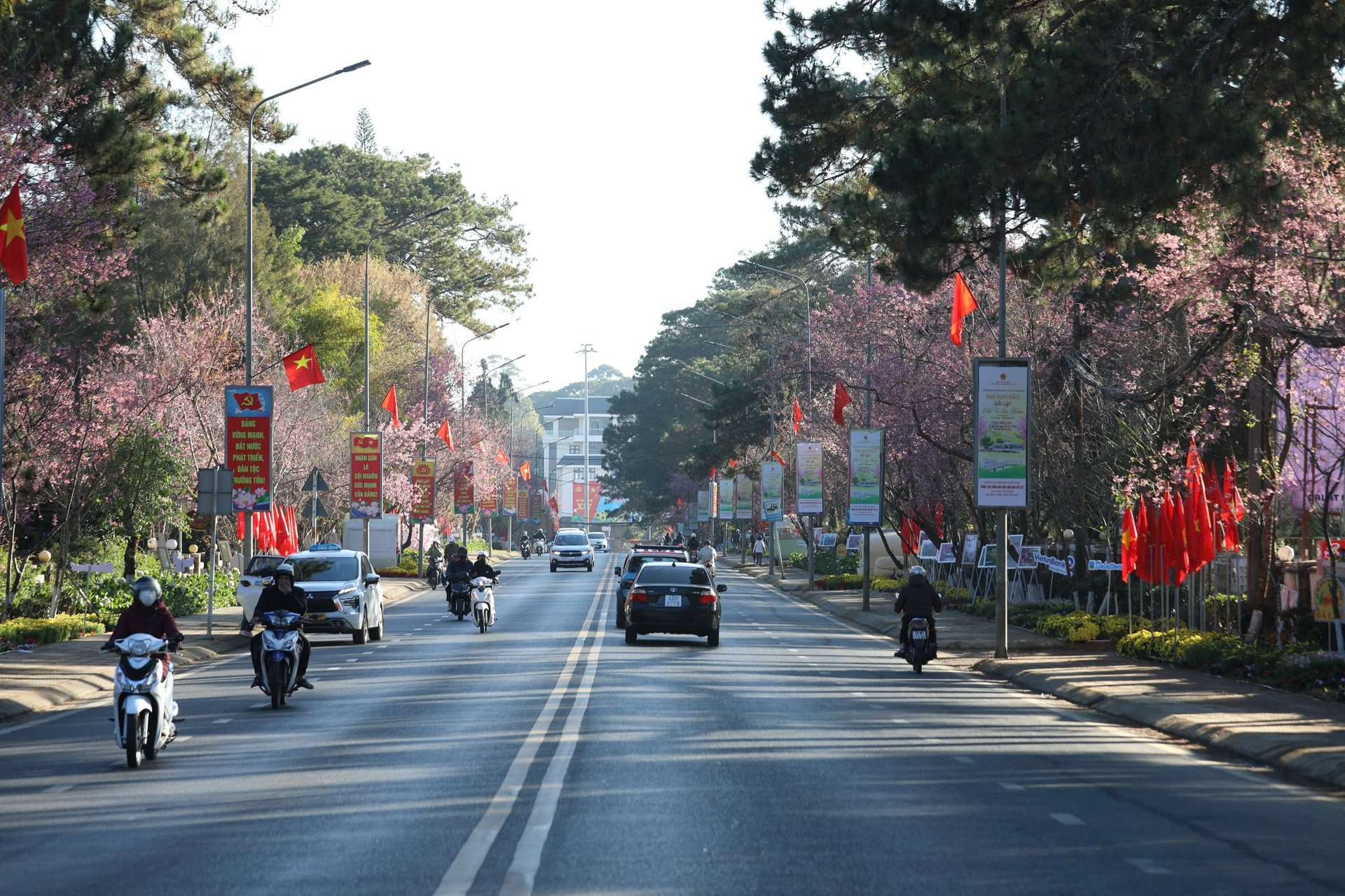 Cherry blossoms transform familiar streets into scenes that feel fresh and new.