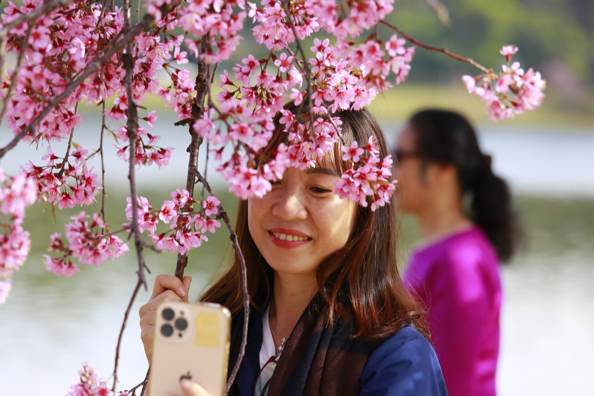 The beauty of cherry blossoms leaves many visitors enchanted.