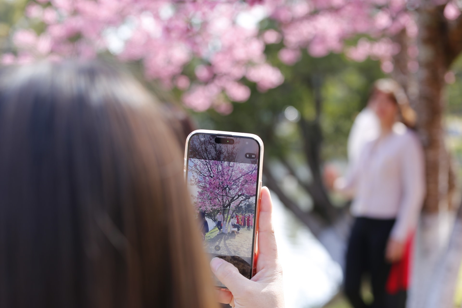 The beauty of cherry blossoms leaves many visitors enchanted.