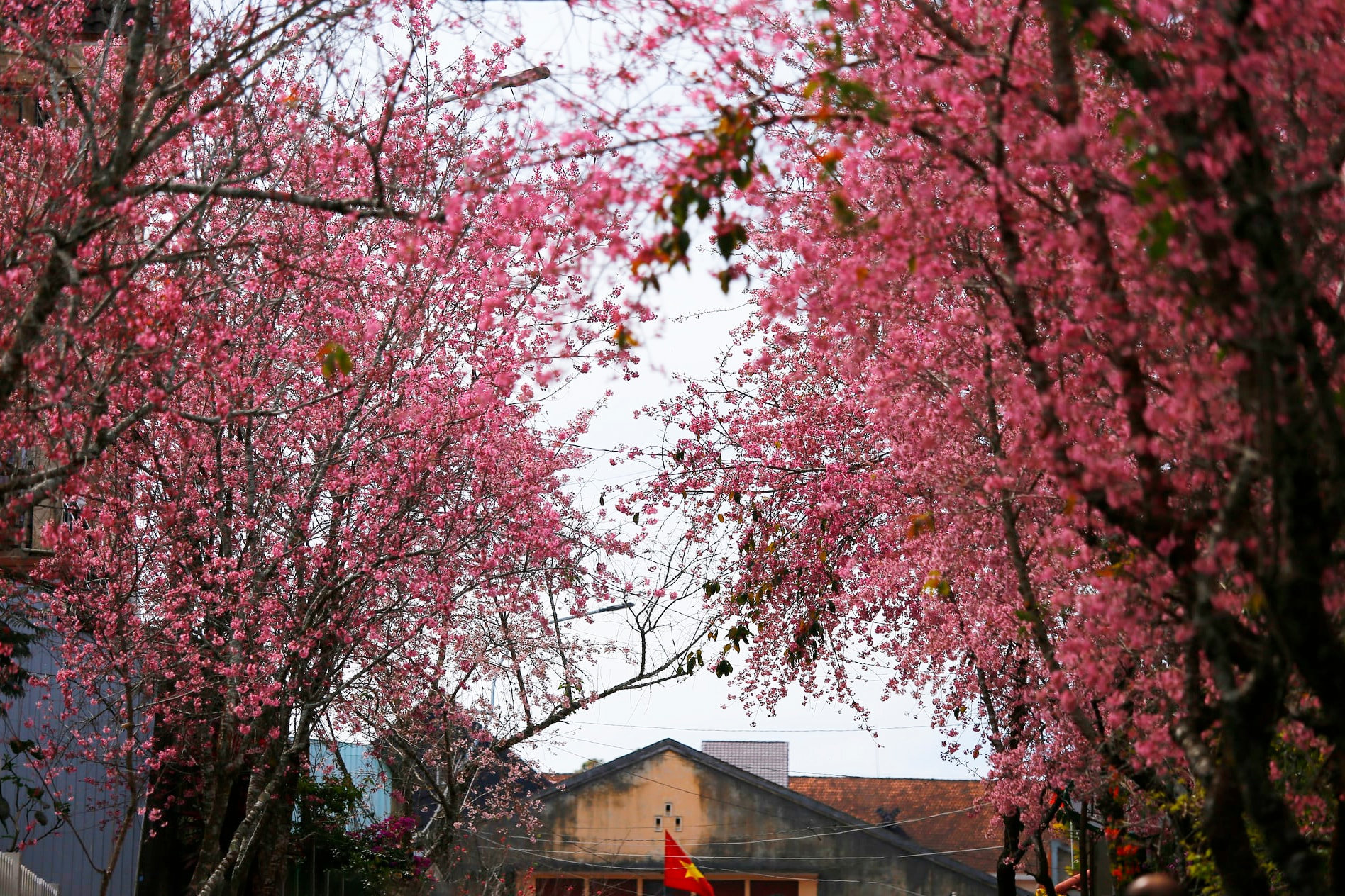 These days, parts of Da Lat evoke the atmosphere of Japan.