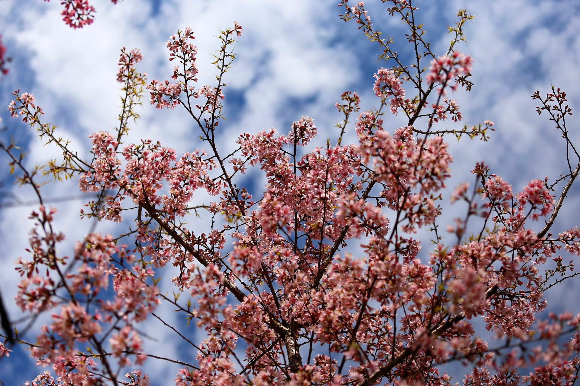 Cherry blossoms glow like small flames against the blue sky.