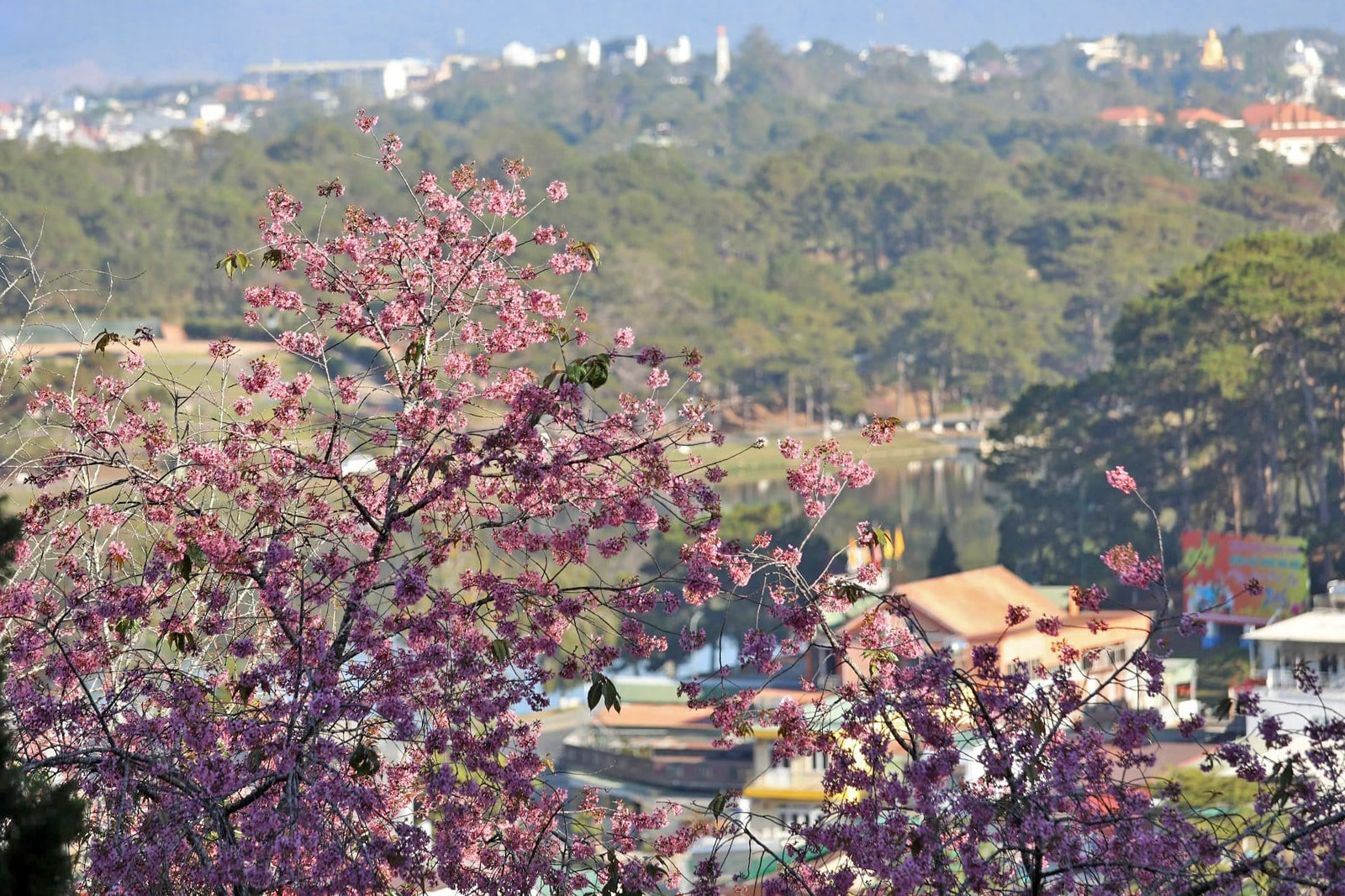 Cherry blossoms bloom from quiet villages to bustling urban streets.