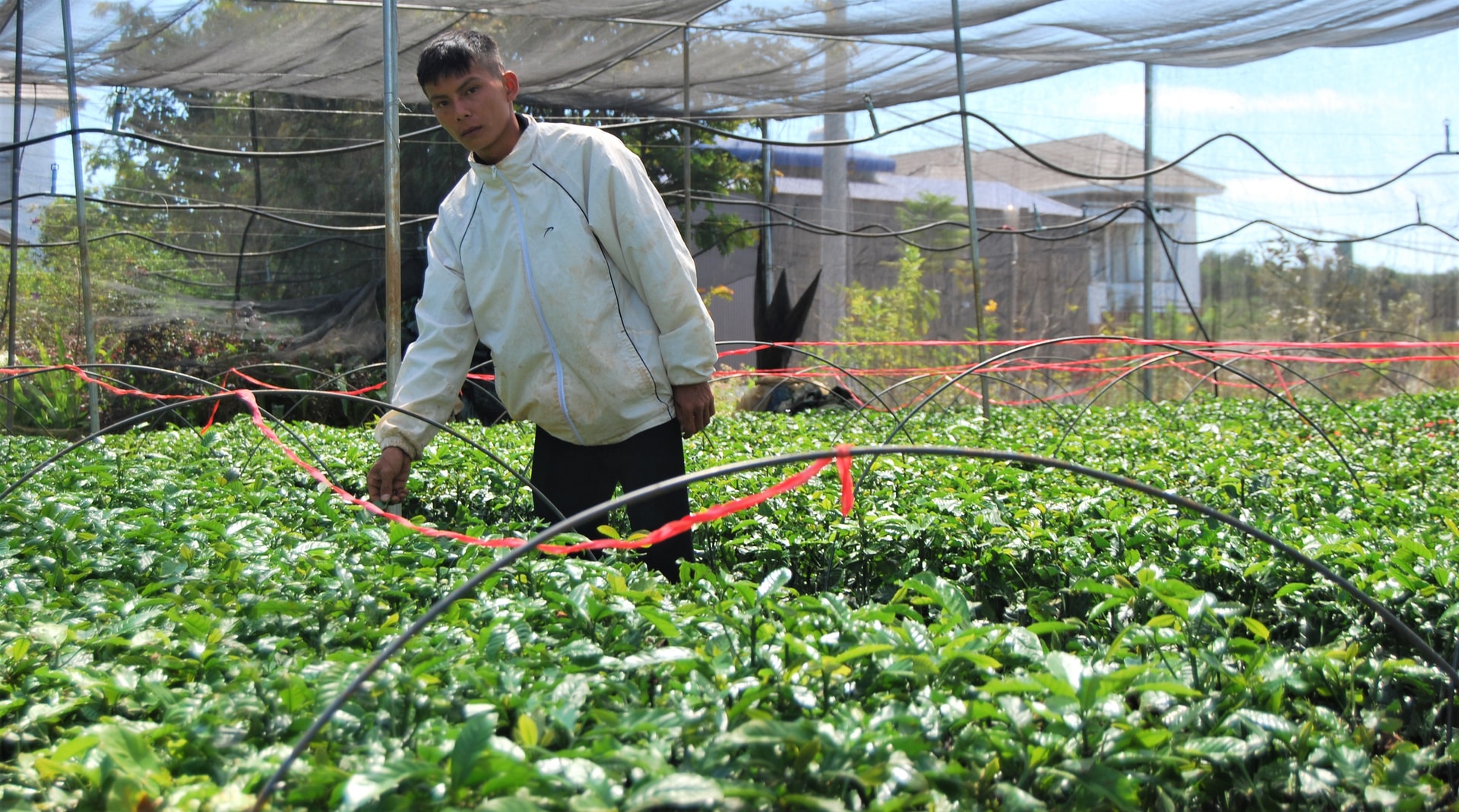ภาคเกษตรกรรมของลำดงให้ความสำคัญกับการใช้พันธุ์กาแฟที่ปลูกใหม่ซึ่งได้รับการรับรองจากกระทรวงเกษตรและสิ่งแวดล้อม (1)
