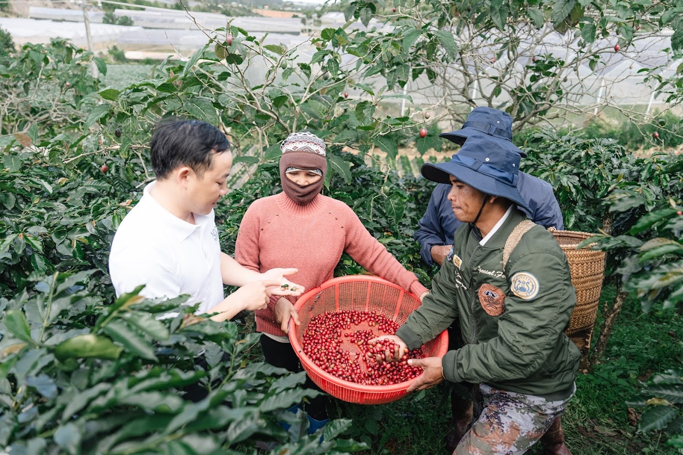 ภาคเกษตรกรรมของลำดงให้ความสำคัญกับการใช้พันธุ์กาแฟที่ปลูกใหม่ซึ่งได้รับการรับรองจากกระทรวงเกษตรและสิ่งแวดล้อม (2)