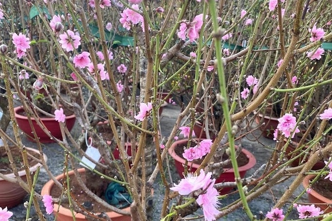 sac-hoa-dao-viet-nam-mau-trang-hong-tuoi-lau-duoc-nhan-giong-bang-hat-tai-xa-hiep-thanh-tinh-lam-dong (1)