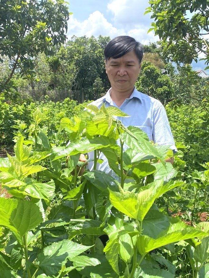 Doanh thu trên một đơn vị diện tích trồng dâu nuôi tằm ở Lâm Đồng cao hơn gấp 2-3 lần so với một số cây công nghiệp khác