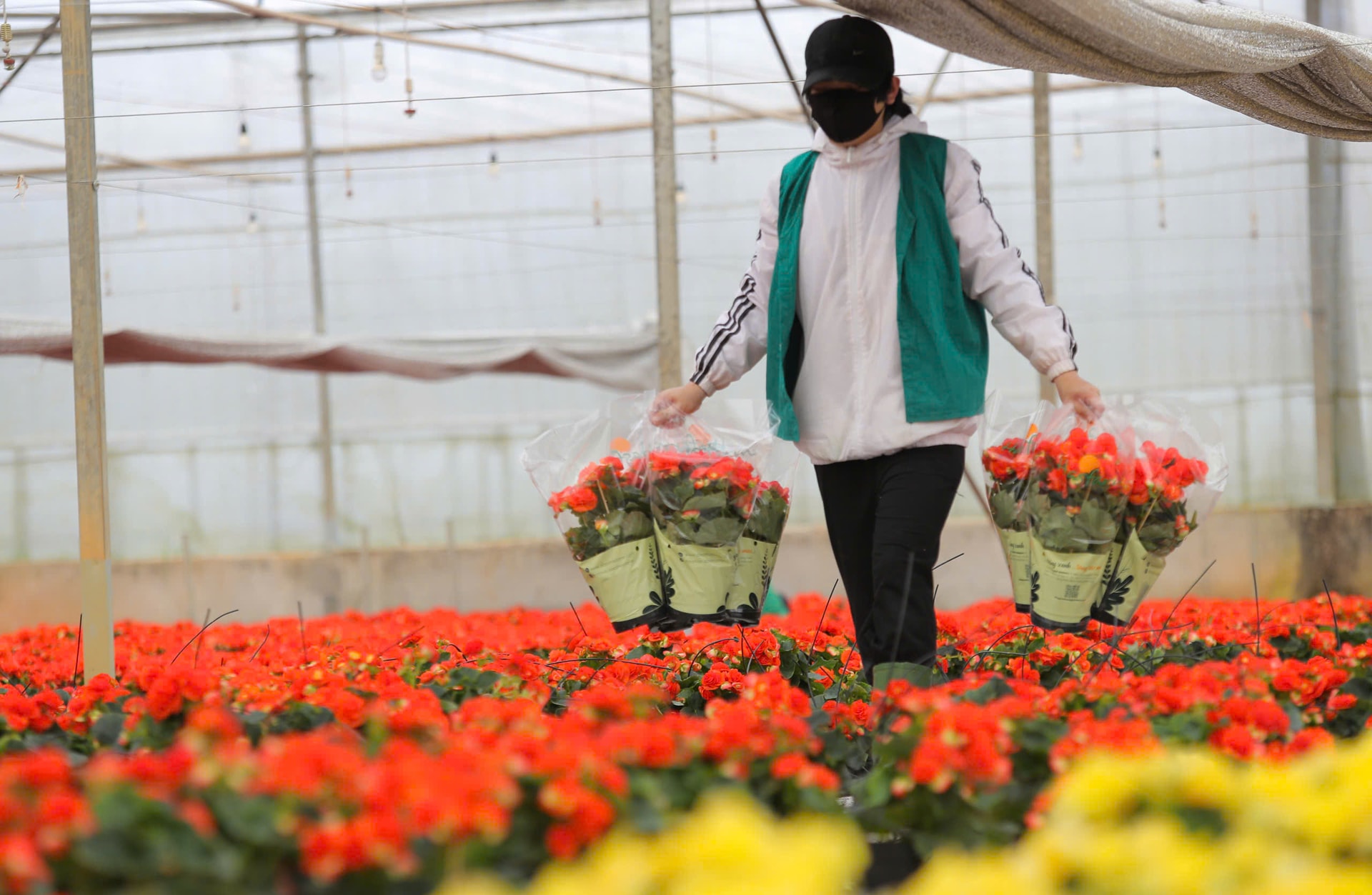 تساعد تقنية CNC زهور لام دونغ الطازجة على تحقيق اللون الأمثل ومتانة العرض.