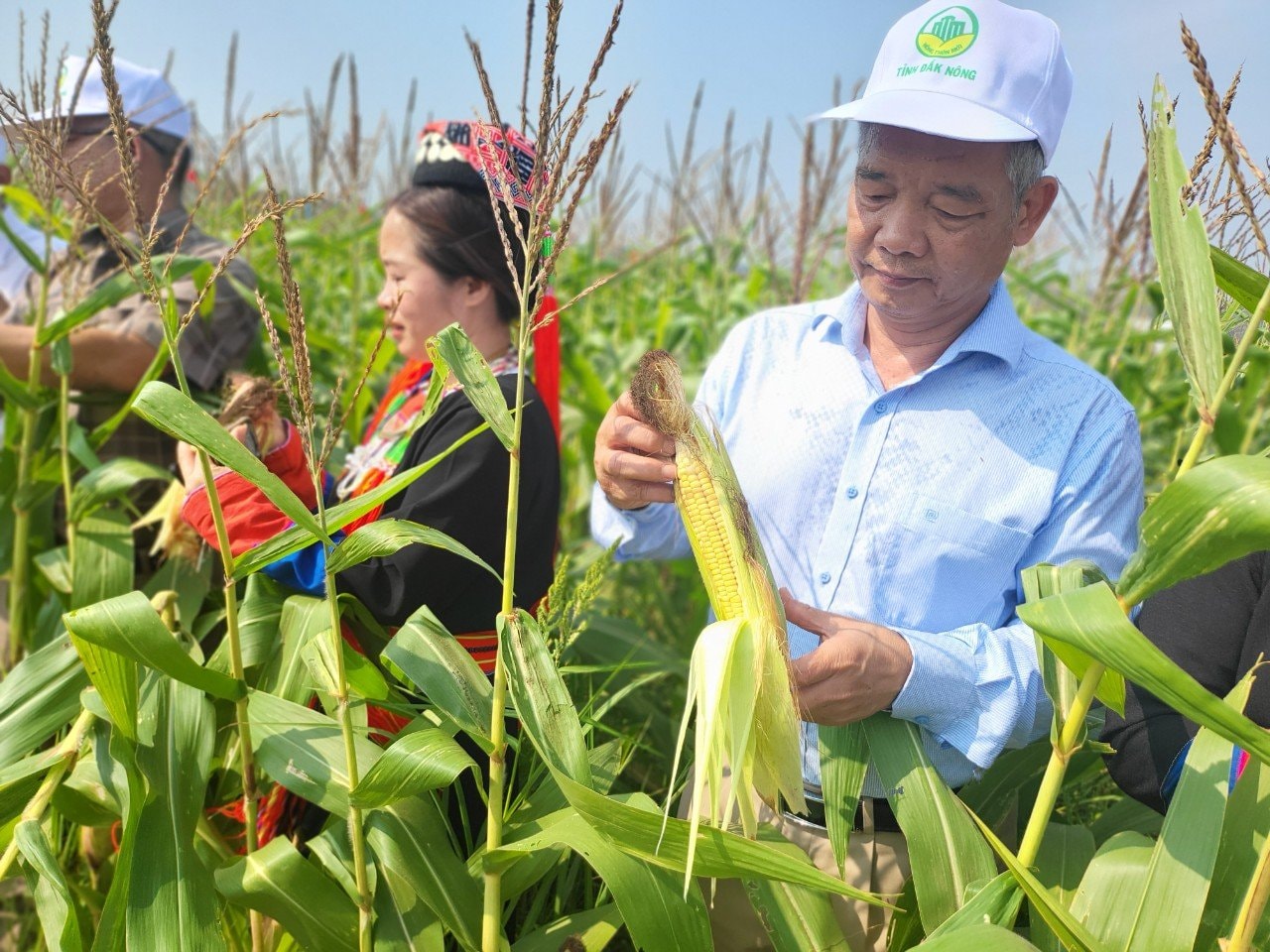 إنتاج الذرة الهجينة F1 في كومونة نام نونغ، مقاطعة لام دونغ، يساعد المزارعين على تحقيق ربح يزيد عن 120 مليون دونغ فيتنامي للهكتار الواحد في الموسم.