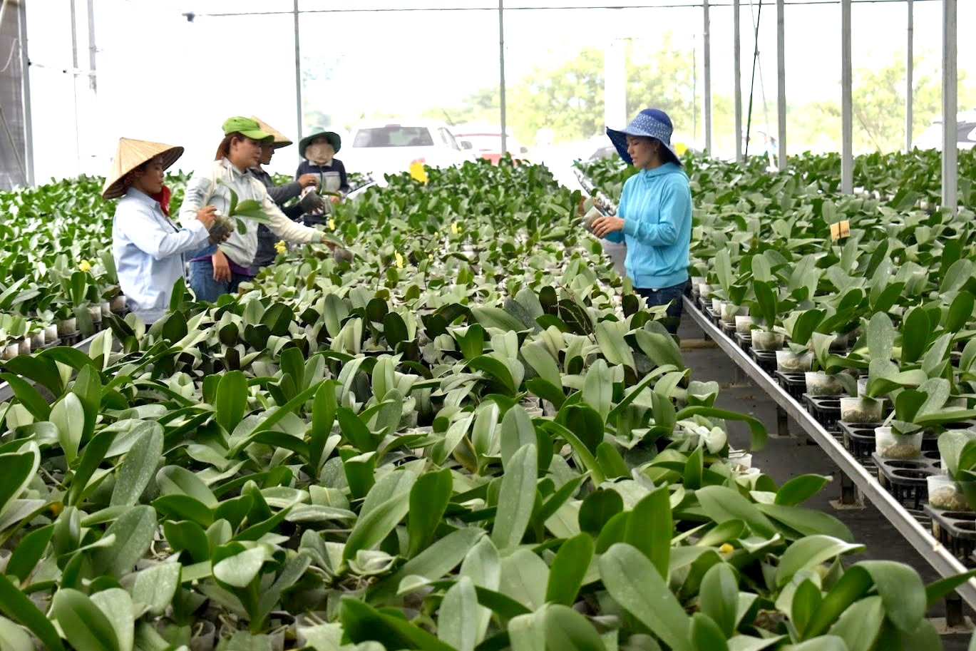 truoc-khi-dua-ve-cac-vung-khi-hau-on-hoa-cua-lam-dong-san-xuat-thuong-pham-cay-giong-lan-ho-diep-duoc-cham-soc-o-vung-khi-hau-nang-nong-khanh-hoa-de-tao-bo-re-khoe-manh-than-canh-map-map-1-.jpg