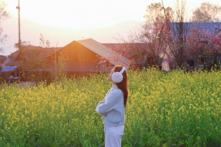 Cánh đồng hoa cải tại Sì Thâu Chải trong ánh hoàng hôn