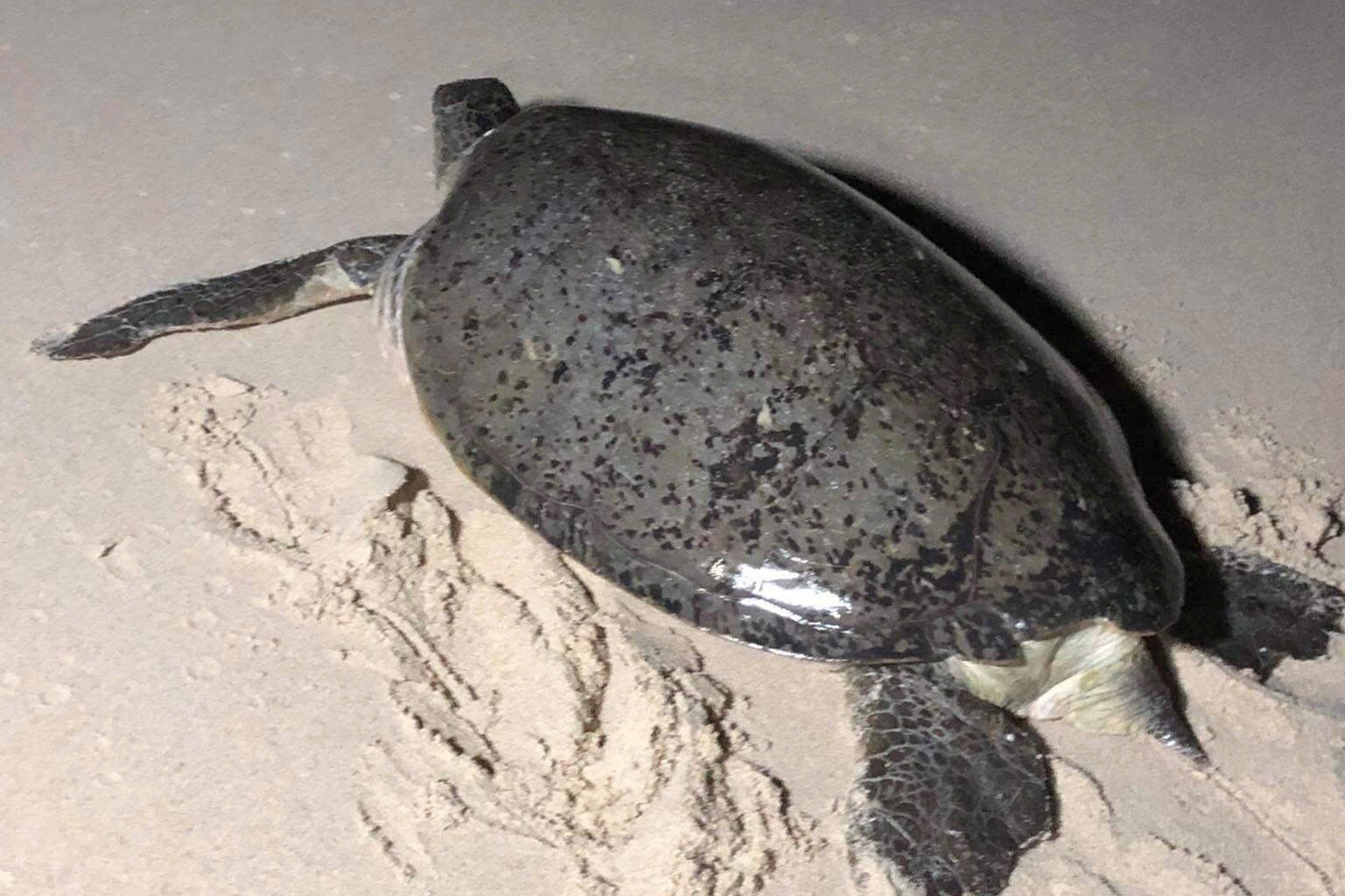 Hon Cau is a nesting ground where endangered sea turtles return each year to lay their eggs from May to October.
