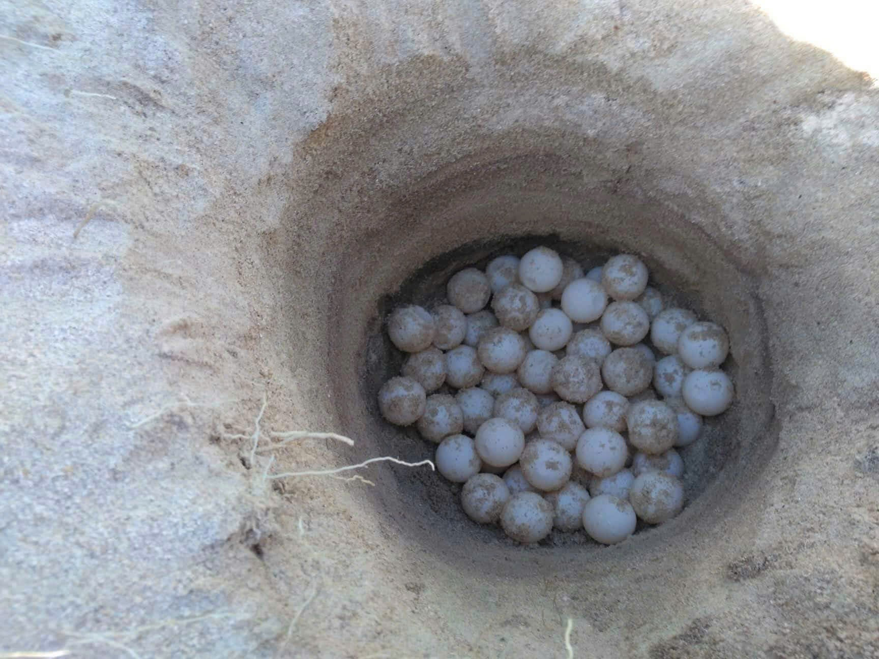 A sea turtle nest is placed under strict protection.