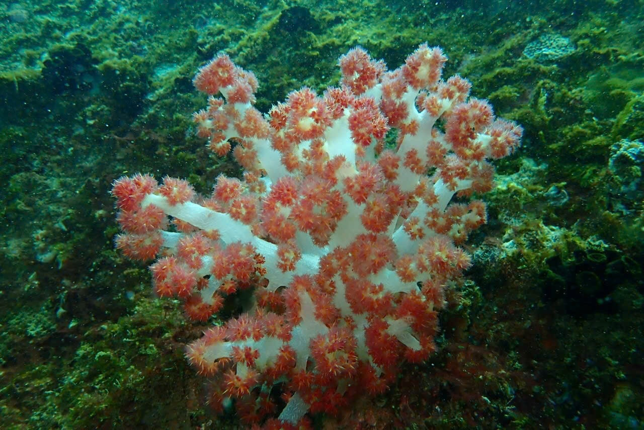 Hon Cau possesses invaluable natural resources that provide scientists and students with rich opportunities to study marine ecosystems.