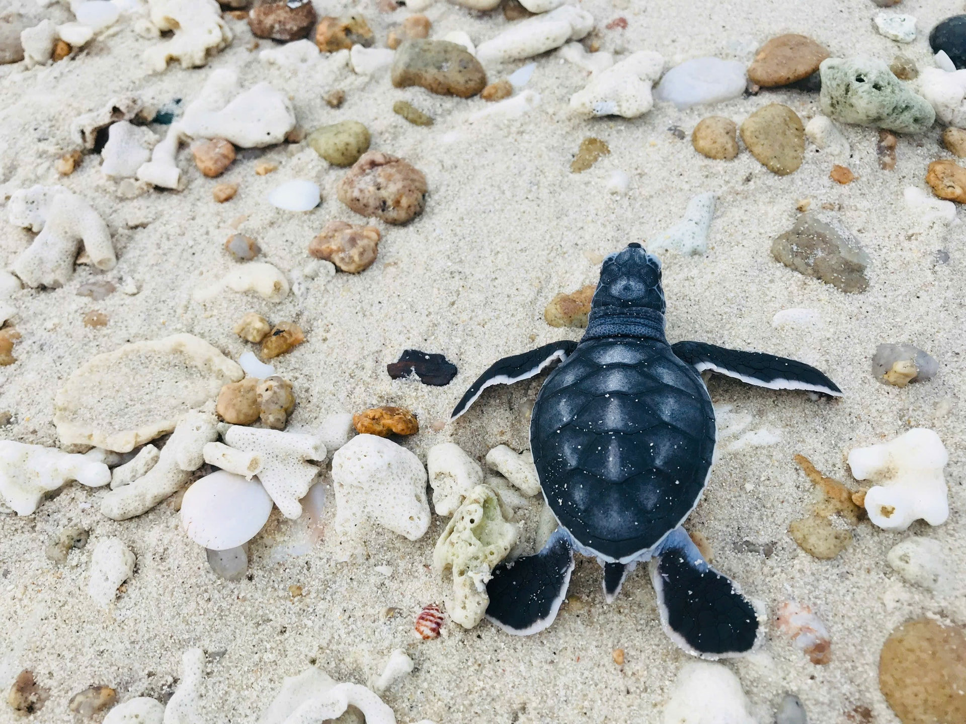 After hatching, the baby turtles instinctively find their way back to the ocean.