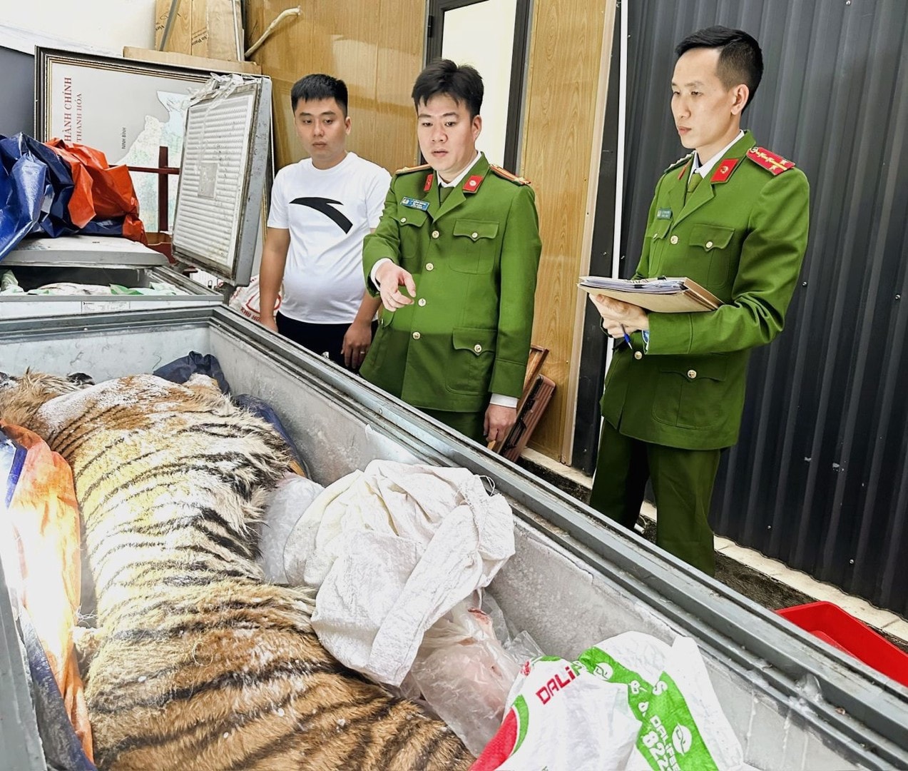 Hai cá thể hổ đông lạnh thuộc nhóm IB được cơ quan công an thu giữ tại hiện trường