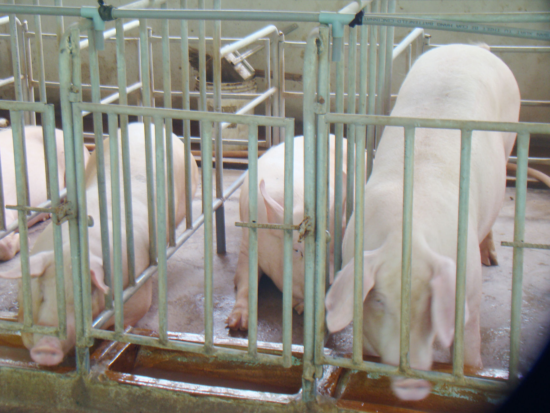 dsco00690.jpg