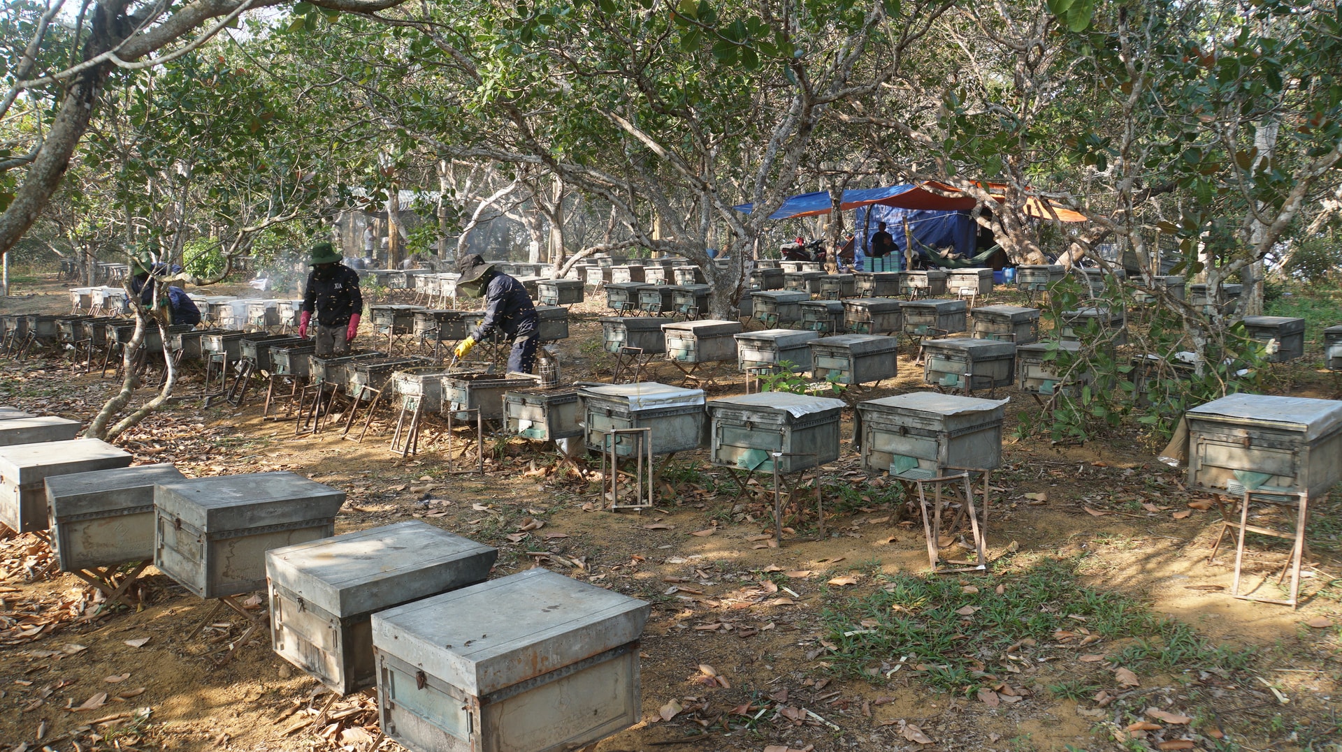 ओन्घोआकाफे (2)