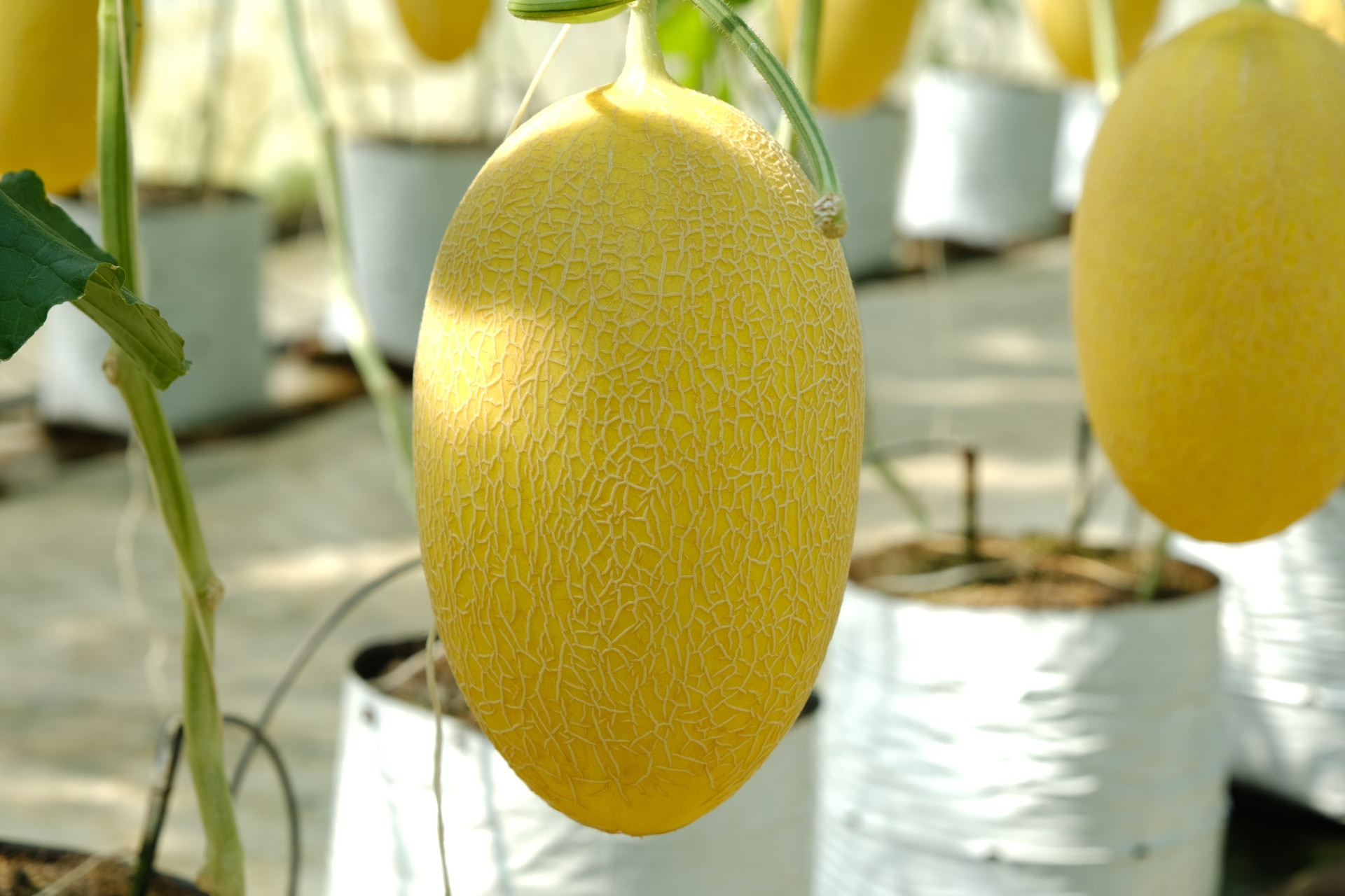 dscf9600.jpg