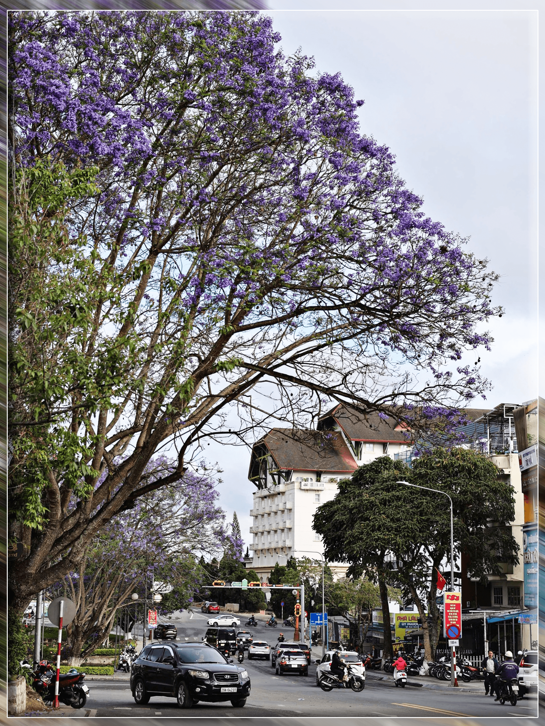 If cherry apricot blossoms herald the arrival of spring and mimosa carries the golden breath of the early year, then the purple flamboyant is the sign of the changing season — when Da Lat enters its most crystal-clear and tranquil time.