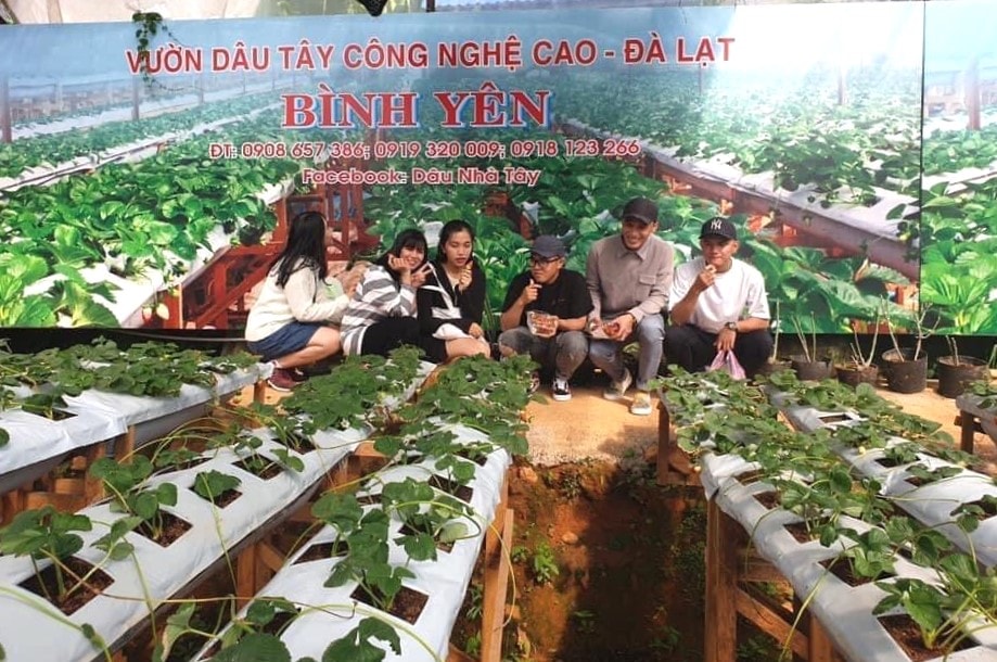 Áp dụng chuyển đổi số trong canh tác dâu tây đã tăng đáng kể sản lượng và giá trị thu nhập.
